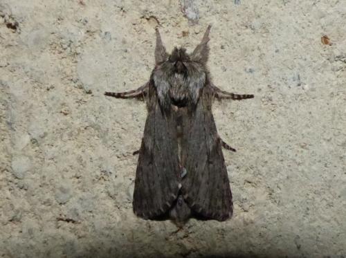 Dicranura ulmi